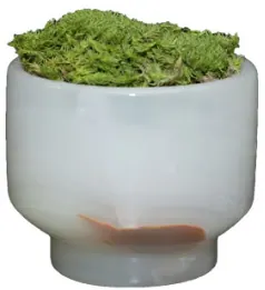 Moss Decor Object